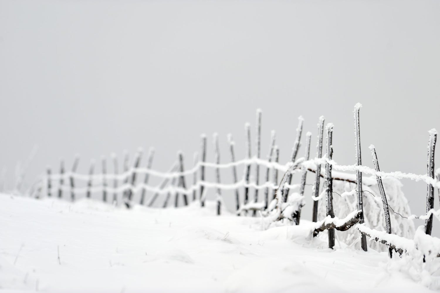 Stängsel i snön svartvita bilder